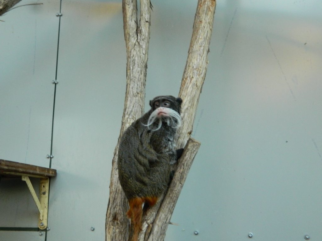 The new Emperor Tamarins were imported from a zoo in Northern Ireland and the Channel Islands. Photo Contributed